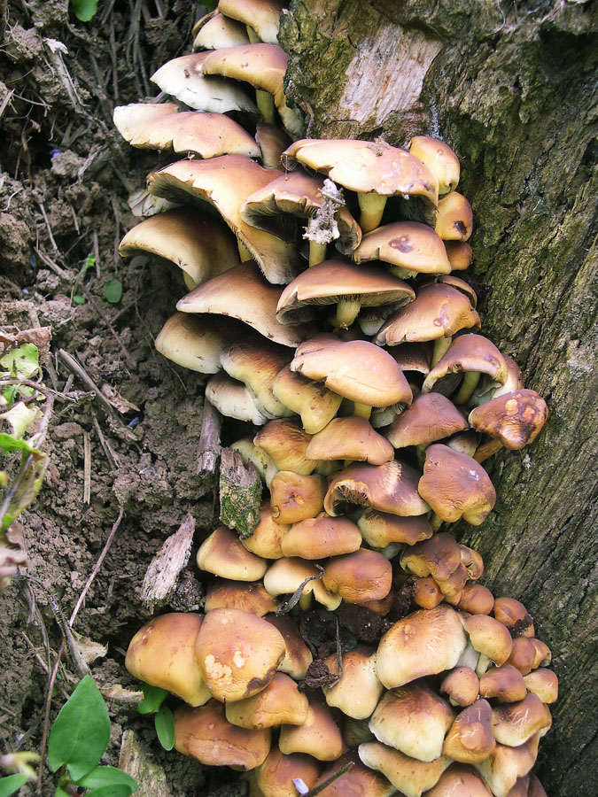 Hypholoma fasciculare. Tossico.